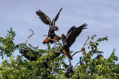 Avustralya Kızıl Kuyruklu Siyah Papağanı ağaçta