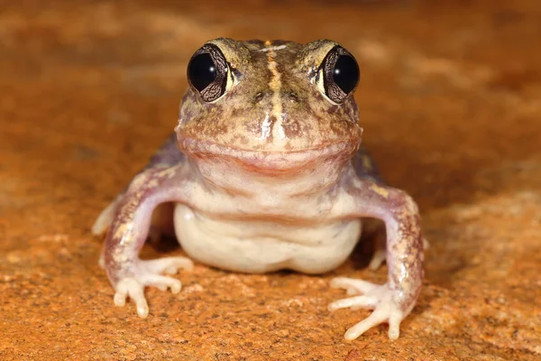 Sluiten Van Sudell Frog — Stockfoto