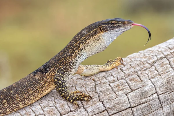 Gould Monitor Areia Piscando Língua — Fotografia de Stock