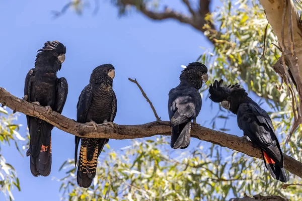 オーストラリアの赤尾黒コカトゥーの木にパーチ — ストック写真