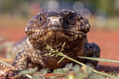 Avustralya Kiremit Sırtı Kertenkelesi 'ne yaklaş  