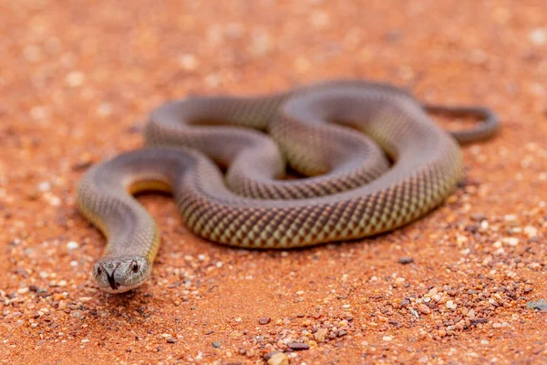 Australiano Mulga King Brown Snake Tremolante Lingua — Foto Stock