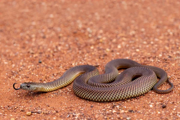 Ausztrál Mulga Vagy King Brown Snake Villogtatja Nyelvét — Stock Fotó