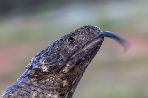 Австралийская Ящерица Открытым Ртом Показывает Синий Язык — стоковое фото