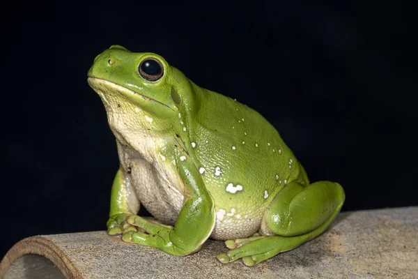 Rana Verde Australiana Preparándose Para Saltar — Foto de Stock