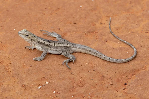 Australian Burns Dragon Descansando Suelo Rojo —  Fotos de Stock