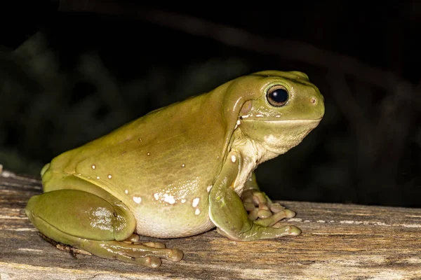 Australian Green Tree Frog Descansando Log — Fotografia de Stock