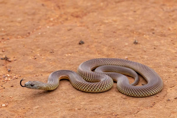 Australijski Mulga Lub King Brown Snake Migoczący Jego Język — Zdjęcie stockowe