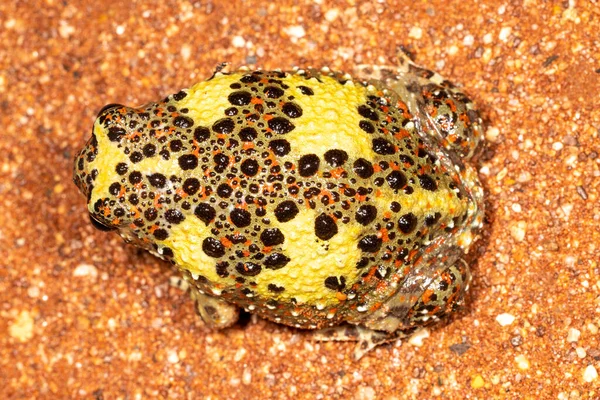 Crucifijo Australiano Burrowing Frog Emergiendo Madriguera Después Lluvia —  Fotos de Stock