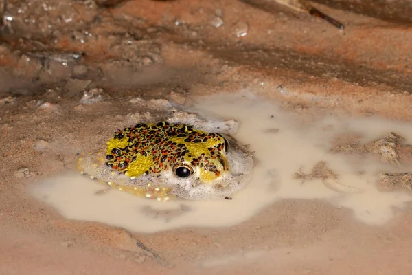 オーストラリアの十字架雨の後に巣から出てくるカエルを焼く — ストック写真