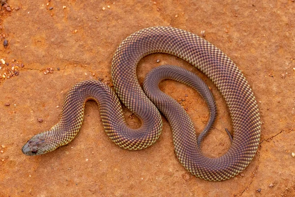 Mulga Australiana Cobra Real Marrom — Fotografia de Stock