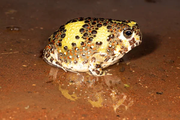 オーストラリアの十字架雨の後に巣から出てくるカエルを焼く — ストック写真
