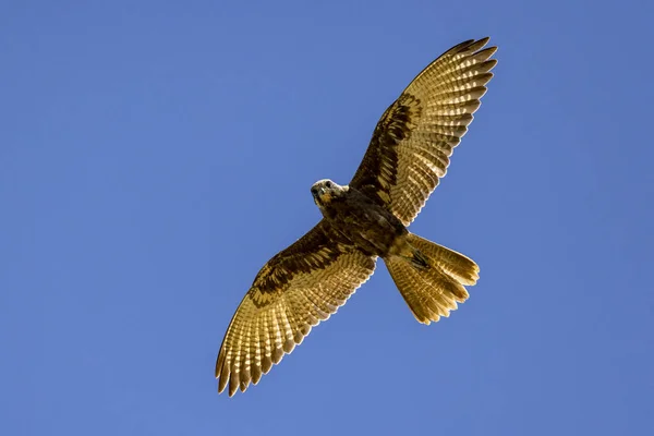 Australian Brown Falcon Flygning — Stockfoto