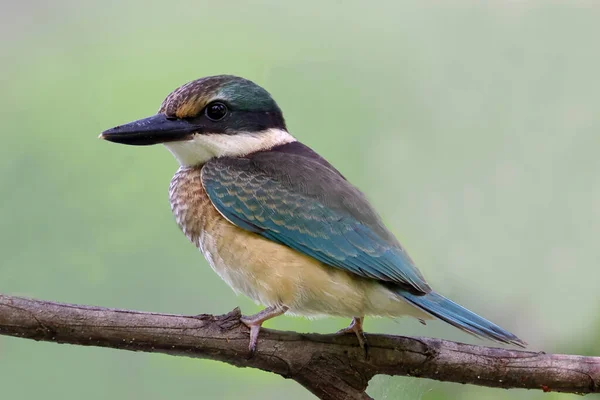 Santo Kingfisher Encaramado Rama Árbol — Foto de Stock