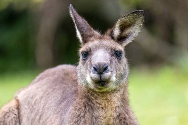 Doğu Gri Kanguru 'yu kapatın.