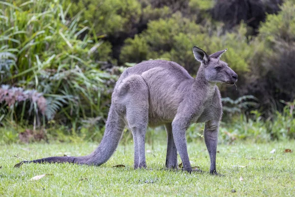 Grote Buck Oost Grijze Kangoeroe — Stockfoto