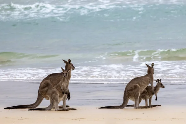 Östliche Graue Kängurus Strand — Stockfoto