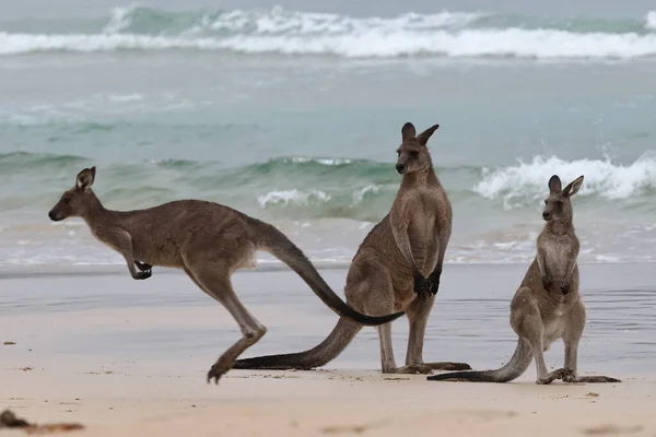 Eastern Grey Känguru Strand — Stockfoto