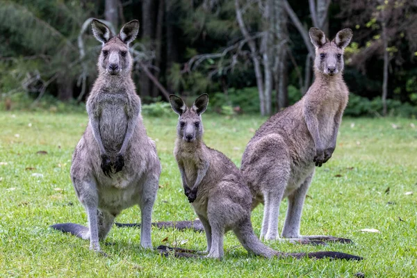 Grey Kangaroos Watching Photographer — 스톡 사진