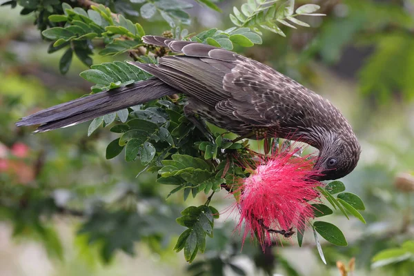 Kleiner Wattle Bird Ernährt Sich Vom Nektar Des Mexikanischen Flammenbuschs — Stockfoto