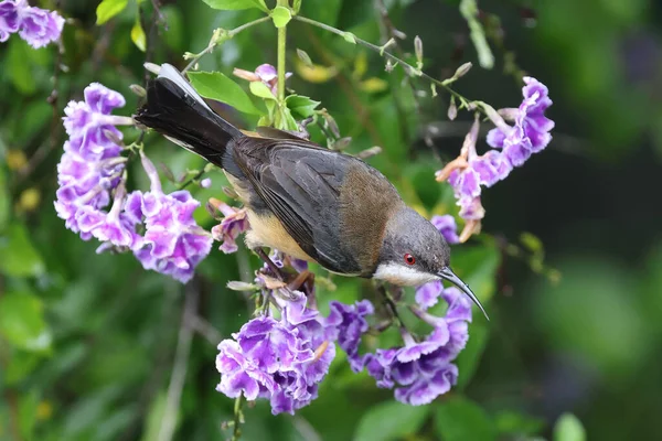 Wschodni Spinebill Żywiący Się Nektarem Kwiatów Duranta Erecta — Zdjęcie stockowe