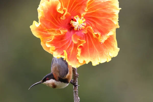 Eastern Spinebill Feeding Nectar Hibiscus Flower — Stock Photo, Image