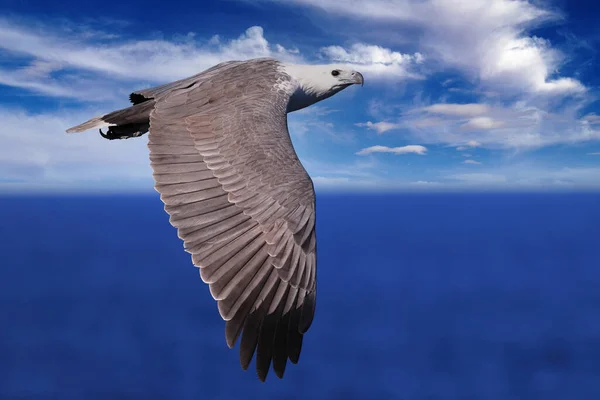 Beyaz Karınlı Deniz Kartalı Uçuyor — Stok fotoğraf