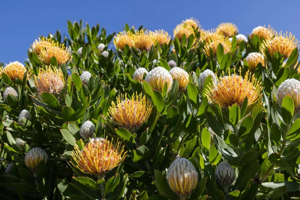Flores Protea Africanas Árvore Jardim — Fotografia de Stock