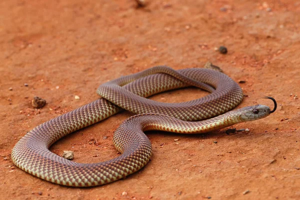 Mulga Eller King Brown Snake Fladdrar Med Tungan — Stockfoto