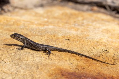 Juvenile White 'ın Skink' i kumtaşı kayanın üzerinde güneşleniyor.