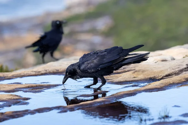 Corbeau Australien Nourrissant Vers Dans Piscine Eau — Photo