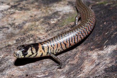 Ana karada She-oak Skink seyir defterinde