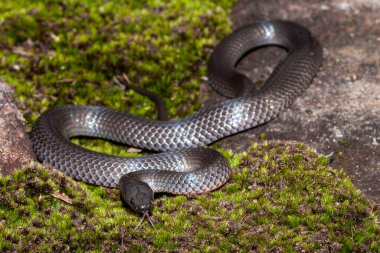 Doğu Küçük Gözlü Yılan Dilini titretiyor