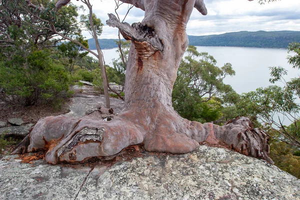 Sydney Red Gum Tree with roots growing over sandstone rock face.