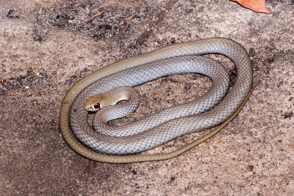 Fouet Visage Jaune Serpent Enroulé Sur Rocher Grès — Photo