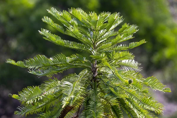 Nahaufnahme Von Wollemi Pine — Stockfoto