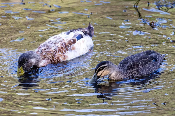 Australian Pacific Black Duck Hybrid Duck Feeding — Stock Photo, Image