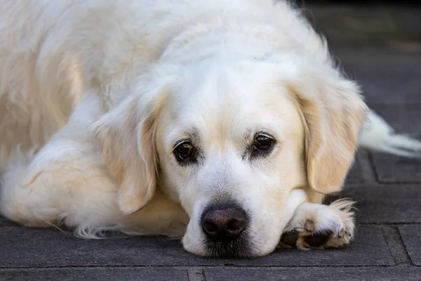 Close Pet Golden Retriever Dog Stock Picture