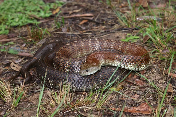 Австралийская Ядовитая Восточная Тигровая Змея — стоковое фото