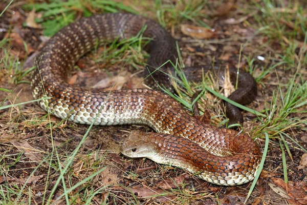 Australian Highly Venomous Eastern Tiger Snake — Stock Photo, Image