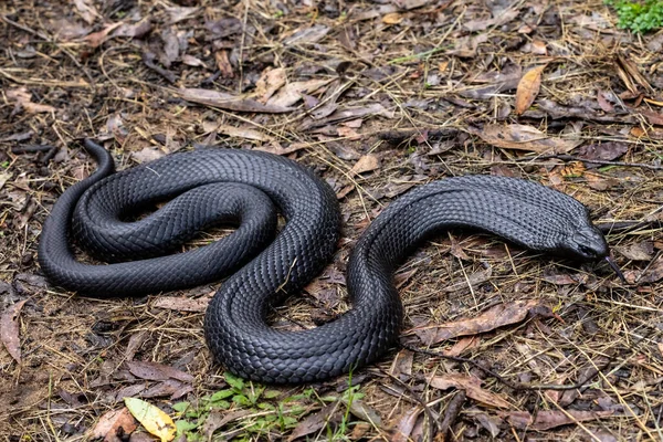 Australiano Blue Bellied Black Snake Tremolante Lingua — Foto Stock