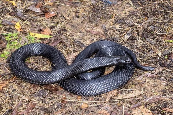 Australian Blue Bellied Black Snake Bliká Jazykem — Stock fotografie