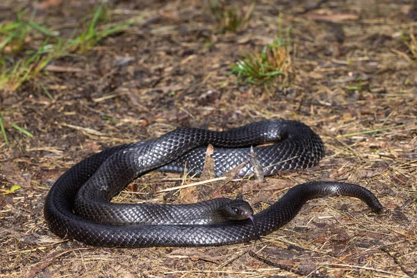 澳大利亚蓝腹黑蛇摇动着它的舌头 — 图库照片