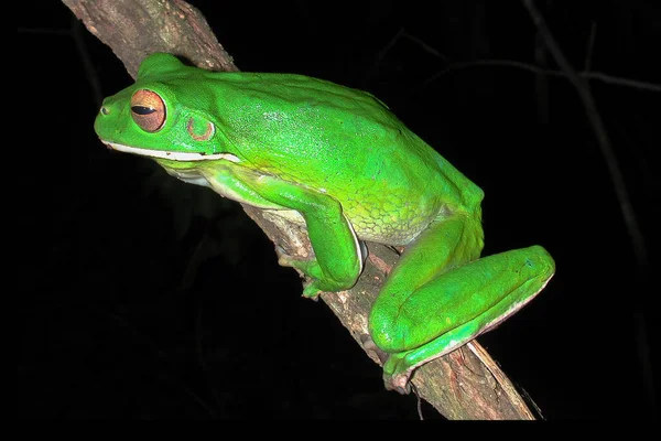 Australian White Lipped Tree Frog Perched Branch — Stock Photo, Image