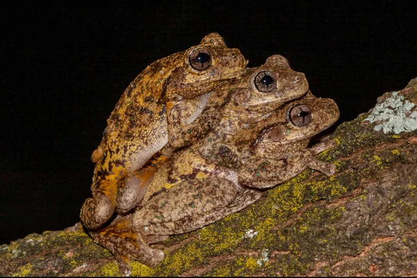 Méně Časté Chování Plexiskla Peron Tree Frogs — Stock fotografie