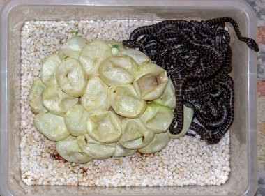 Yumurtadan çıkan Orta Avustralya Halı Pitonları debriyajı