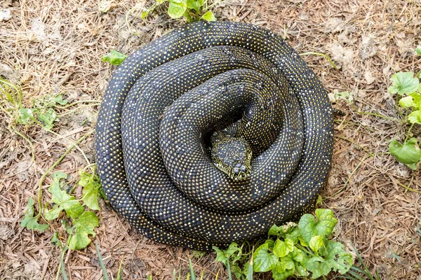 Australian Harmless Diamond Python Curled Position — Stock Photo, Image