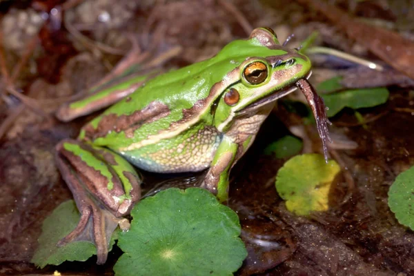 Green Golden Frog Alimentam Sapo Listrado Esta Espécie Também Canibal — Fotografia de Stock