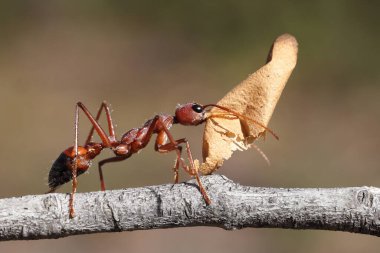 Avustralya Boğa Karınca yuvasından bir yumurta kabuğu taşıyor. (myrmecia sp.)