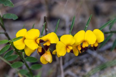 Çiçekte değişken Bossiaea bitkisi (Bossiaea heterophylla)